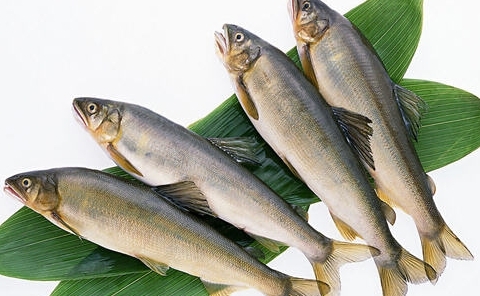 秋刀魚的營養價值和功效