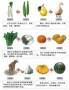 顧胃蔬菜水果