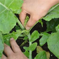 芥藍菜種植方法