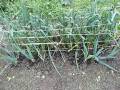 蒜苗和蒜頭種植方法